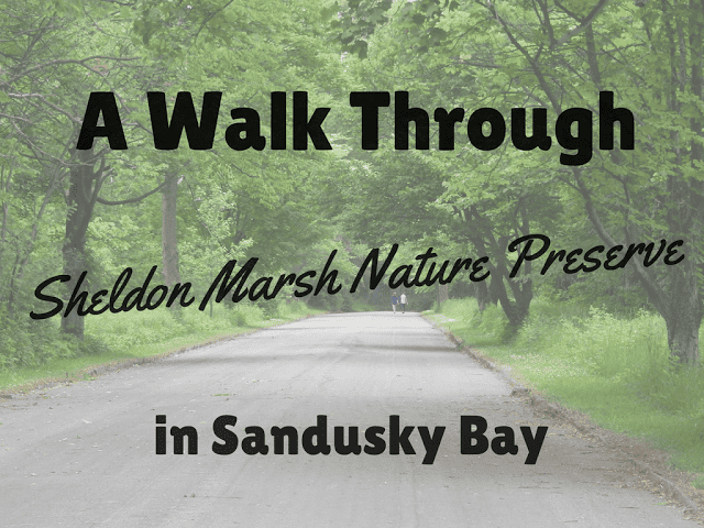 a walk through Sheldon Marsh Nature Preserve