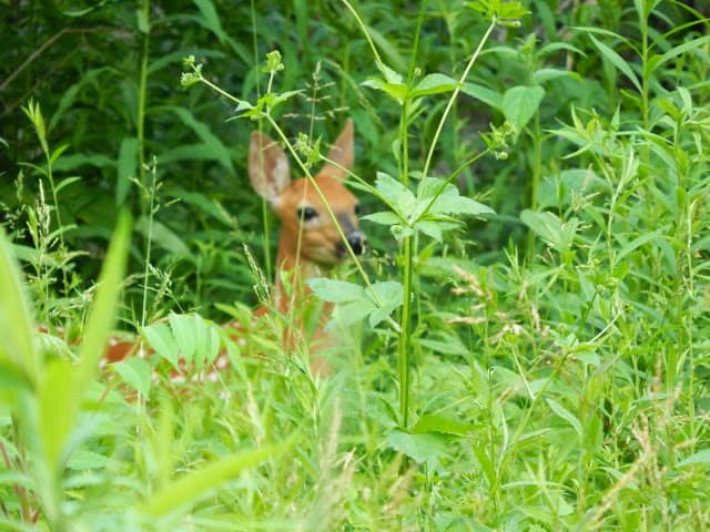 sheldon marsh deer