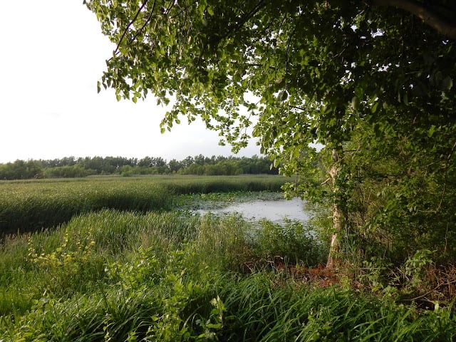 sheldon marsh