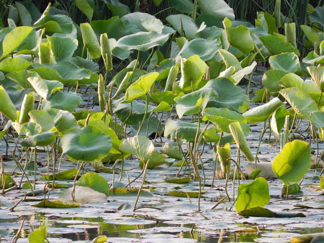 lily pads at Sheldon Marsh Nature Preserve