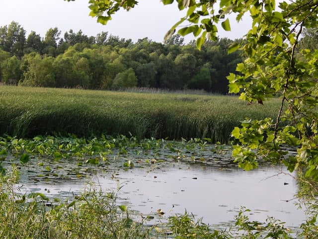 tall grass in sheldon marsh