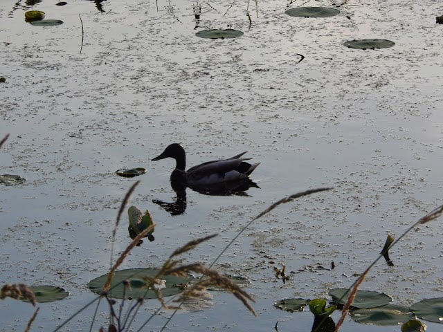 duck floating