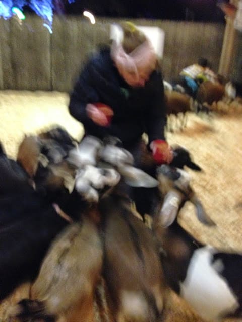 Kennywood Holiday Lights  petting zoo