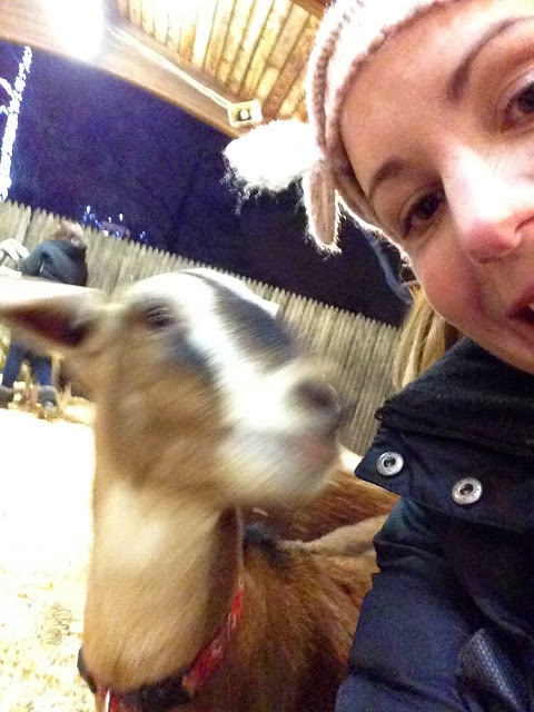 Kennywood Holiday Lights  goat selfie