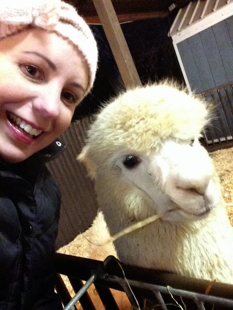 Kennywood Holiday Lights  alpaca selfie