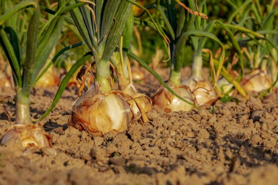 Unusual New Year's Traditions - crete greece rare onion