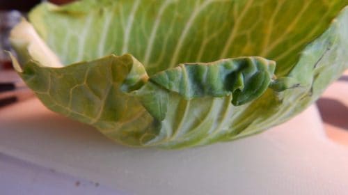Cabbage rolls recipe