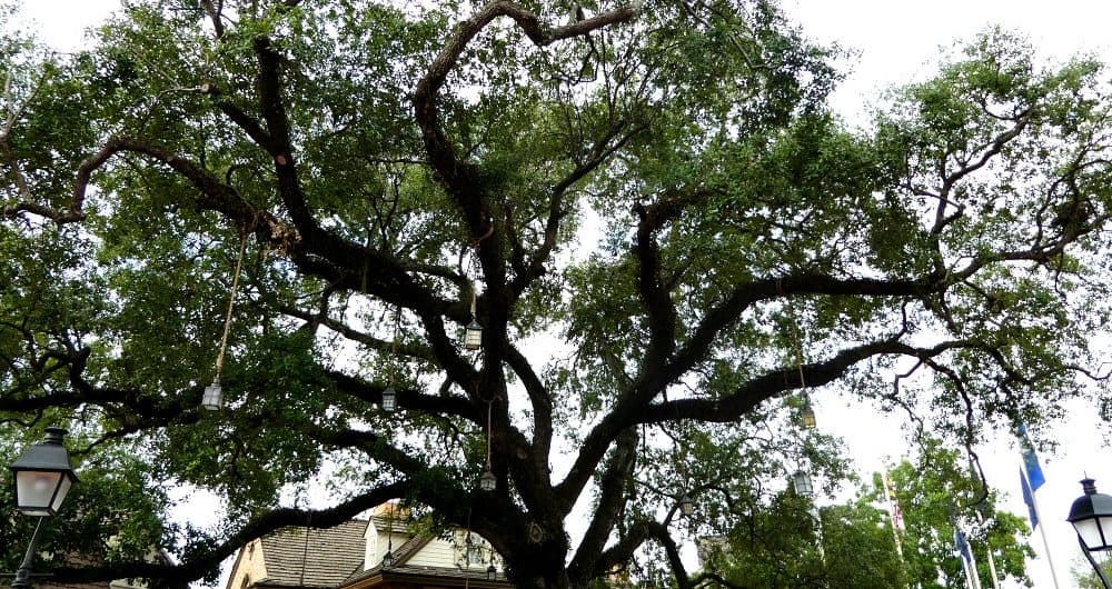 Liberty tree Liberty Square