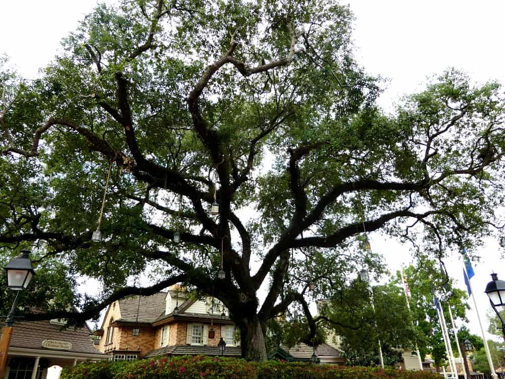 Liberty tree Liberty Square