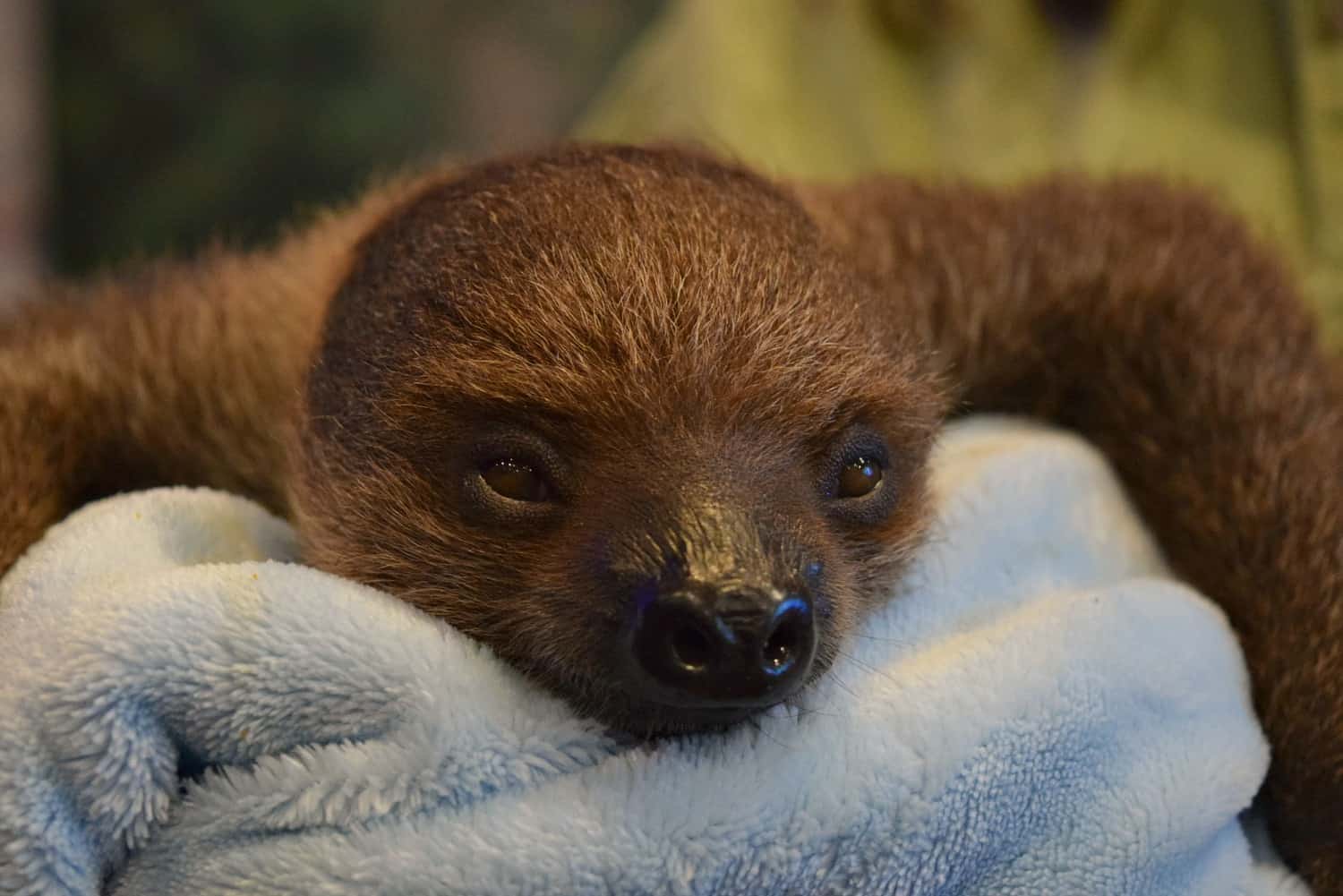 Baby sloth National Aviary