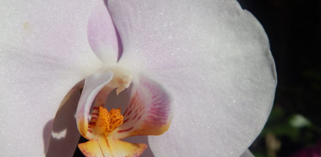 Phipps Conservatory