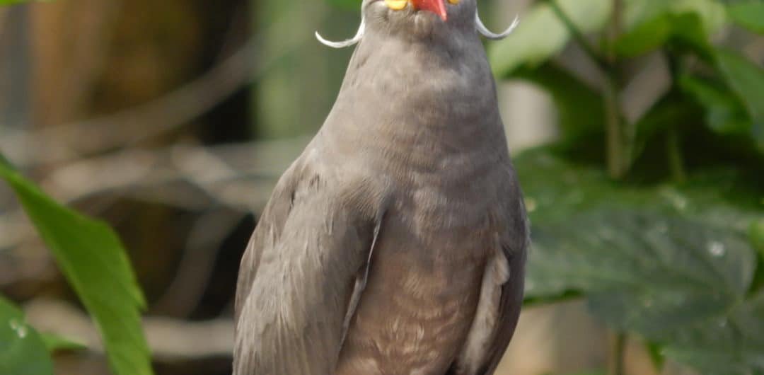 National Aviary