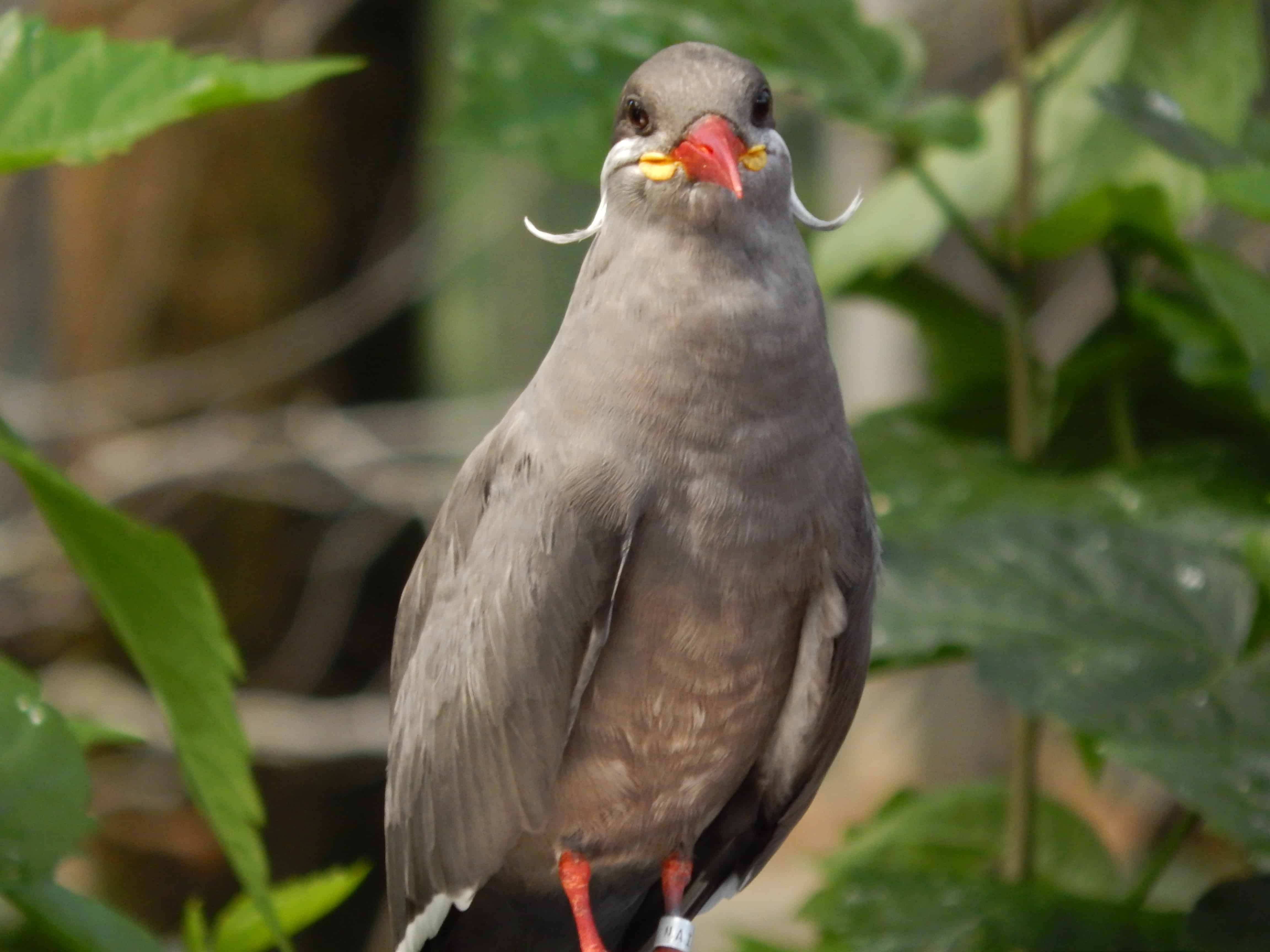 National Aviary