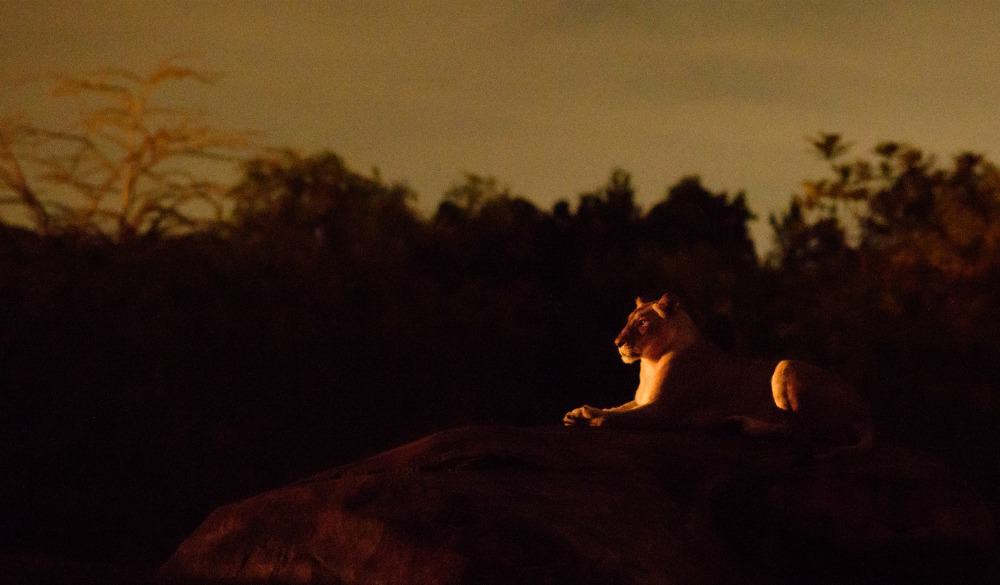 Kilimanjaro Safaris at night