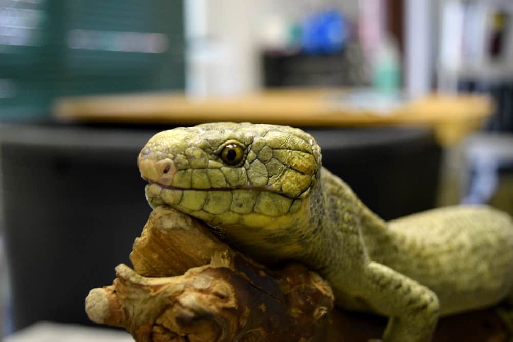 Pittsburgh Zoo Camp Skink