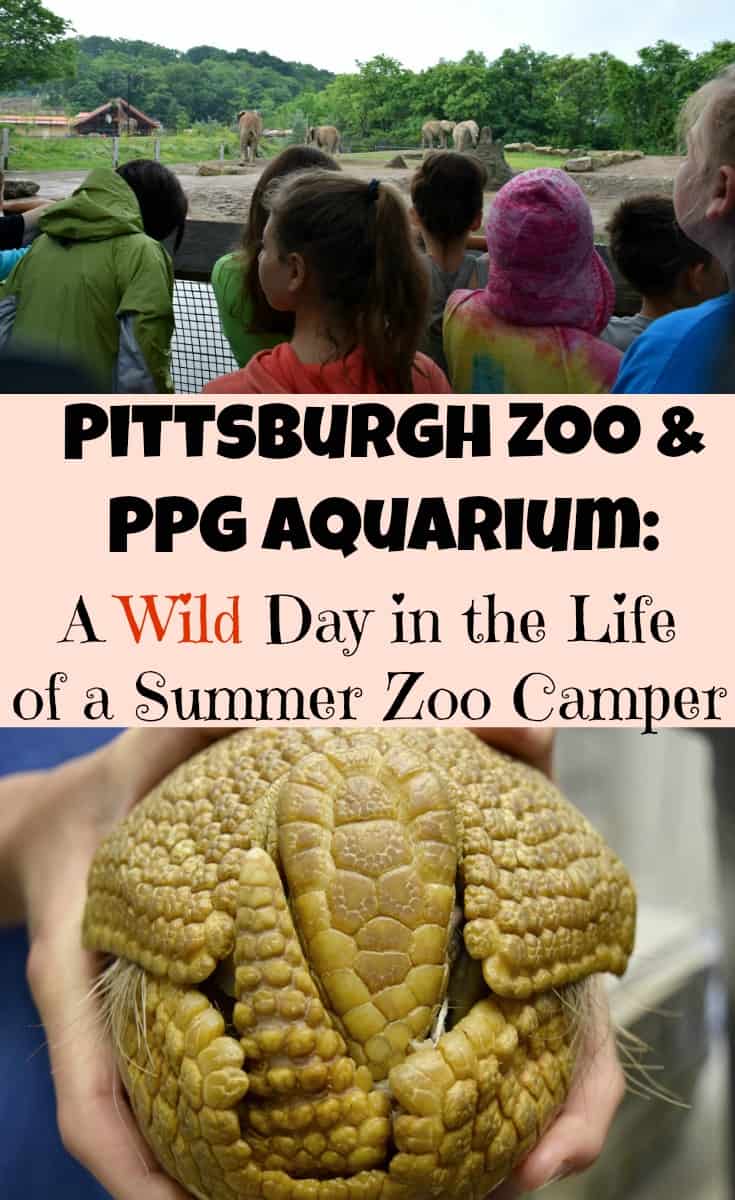 A Wild day in the life of a Pittsburgh Zoo Summer Zoo Camper
