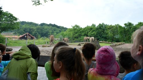 Pittsburgh Zoo Elephants Zoo Camp