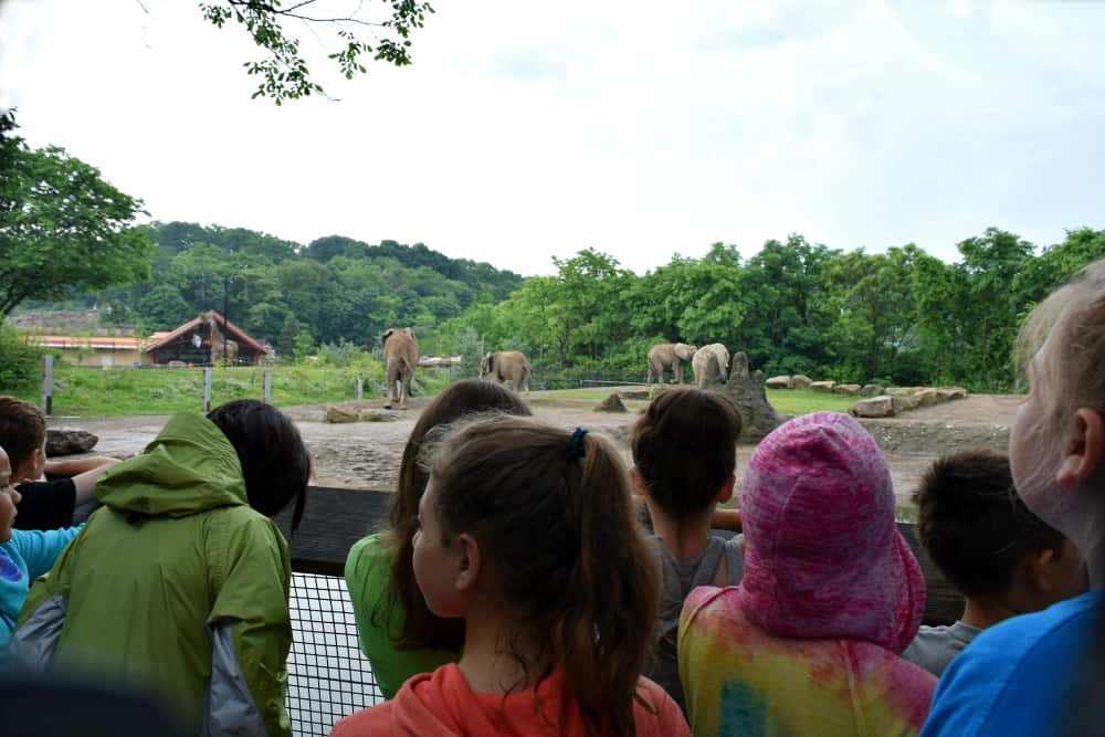 Pittsburgh Zoo Elephants Zoo Camp