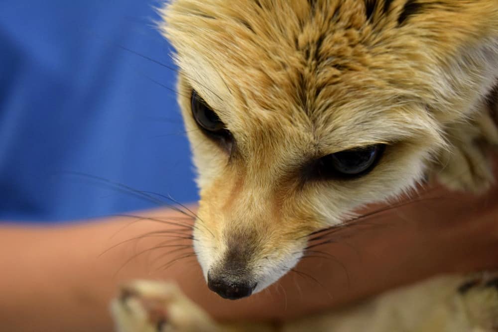 Pittsburgh Zoo Fennic Fox