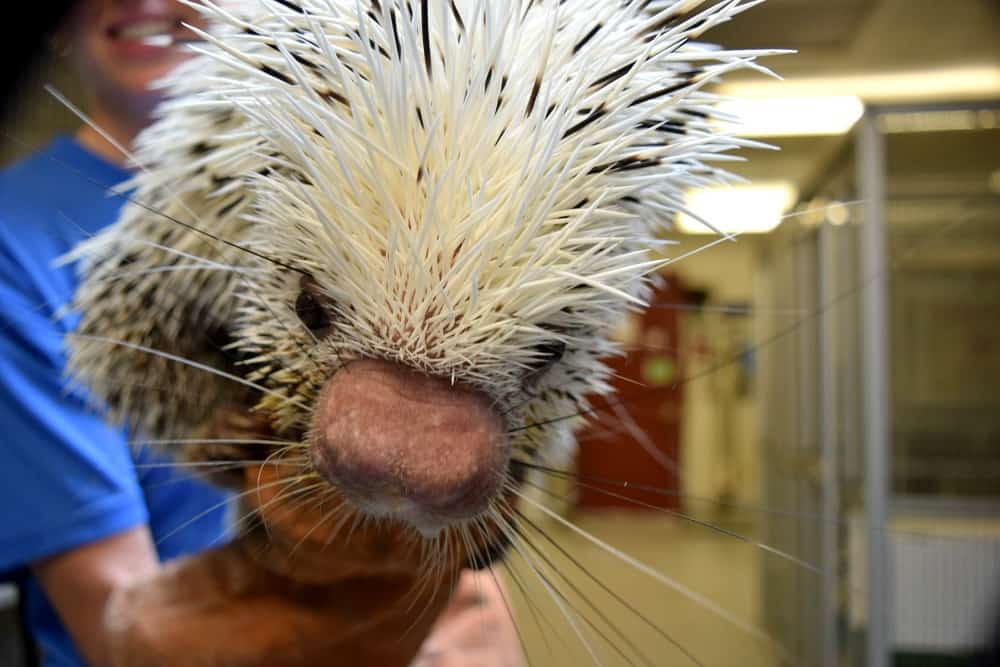 Pittsburgh Zoo porcupine Zoo Camp