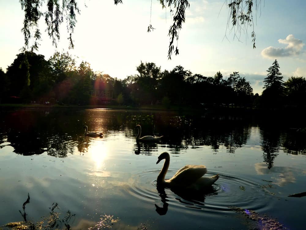 A beautiful summer night at Gervasi Vineyard. 