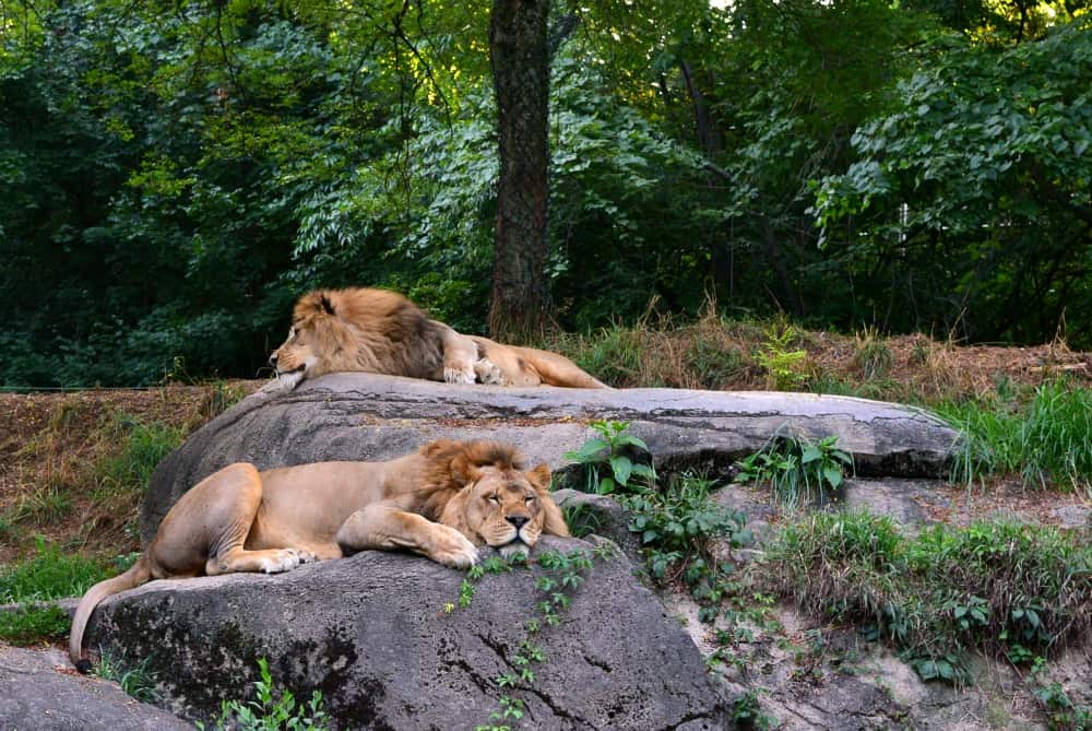 Pittsburgh Zoo Summer Safari Sleepy Lions