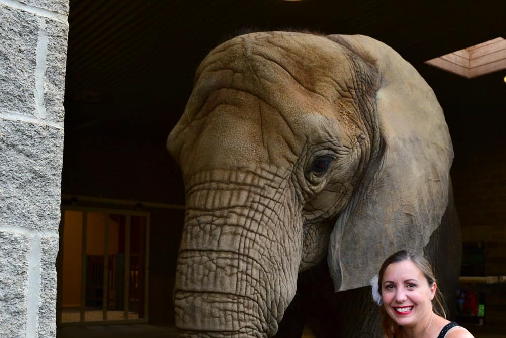 Pittsburgh Zoo Summer Safari Tasha Elephant