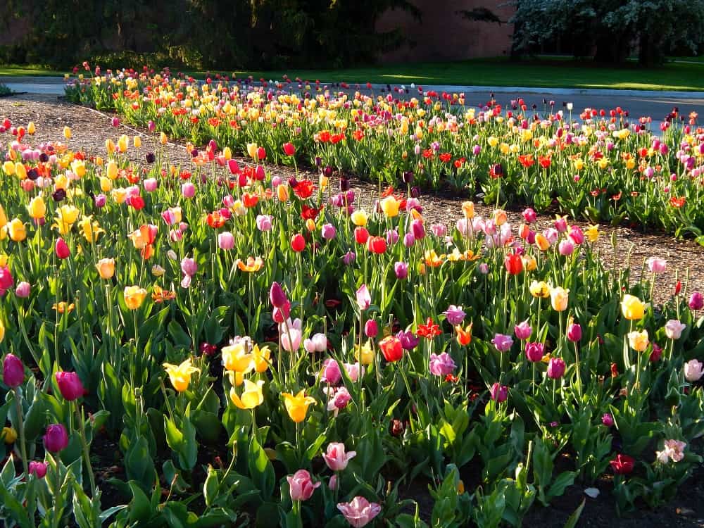 Tulip field