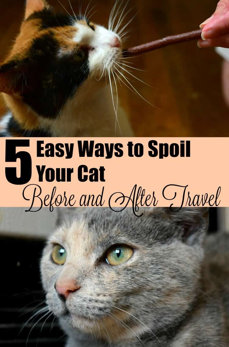 Ways to Spoil your cat before and after travel