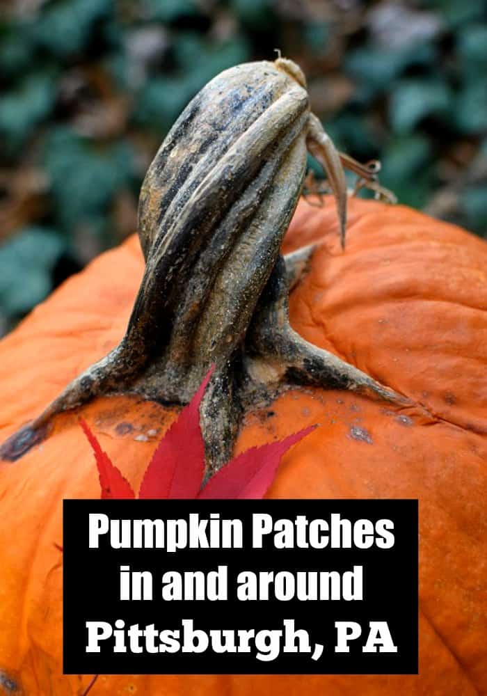 Pumpkin patches in Pittsburgh