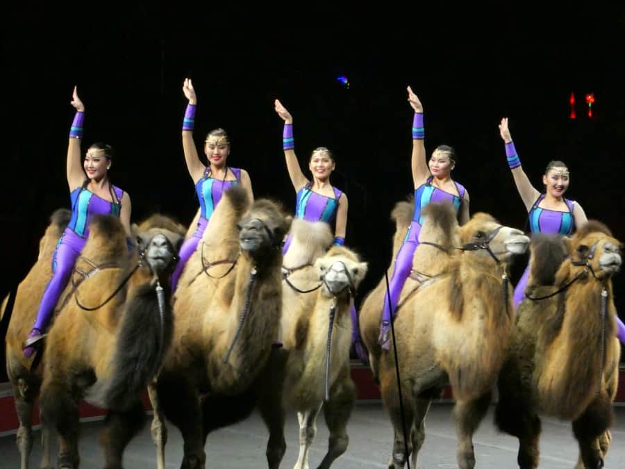 Ringling Bros. and Barnum & Bailey Circus XTREME camels