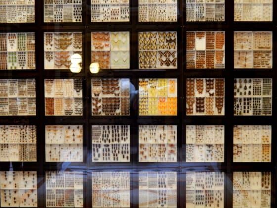 Pittsburgh bucket list - Carnegie Museum of Natural History