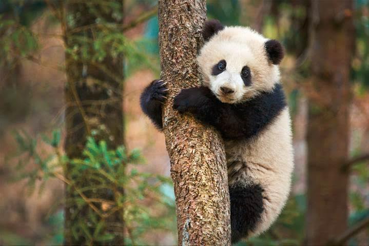 Born in China Disney Nature