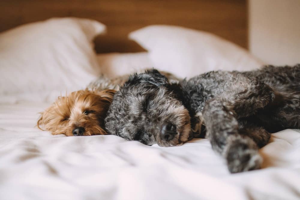 Ways to avoid allerigies when traveling avoid pet-friendly hotels