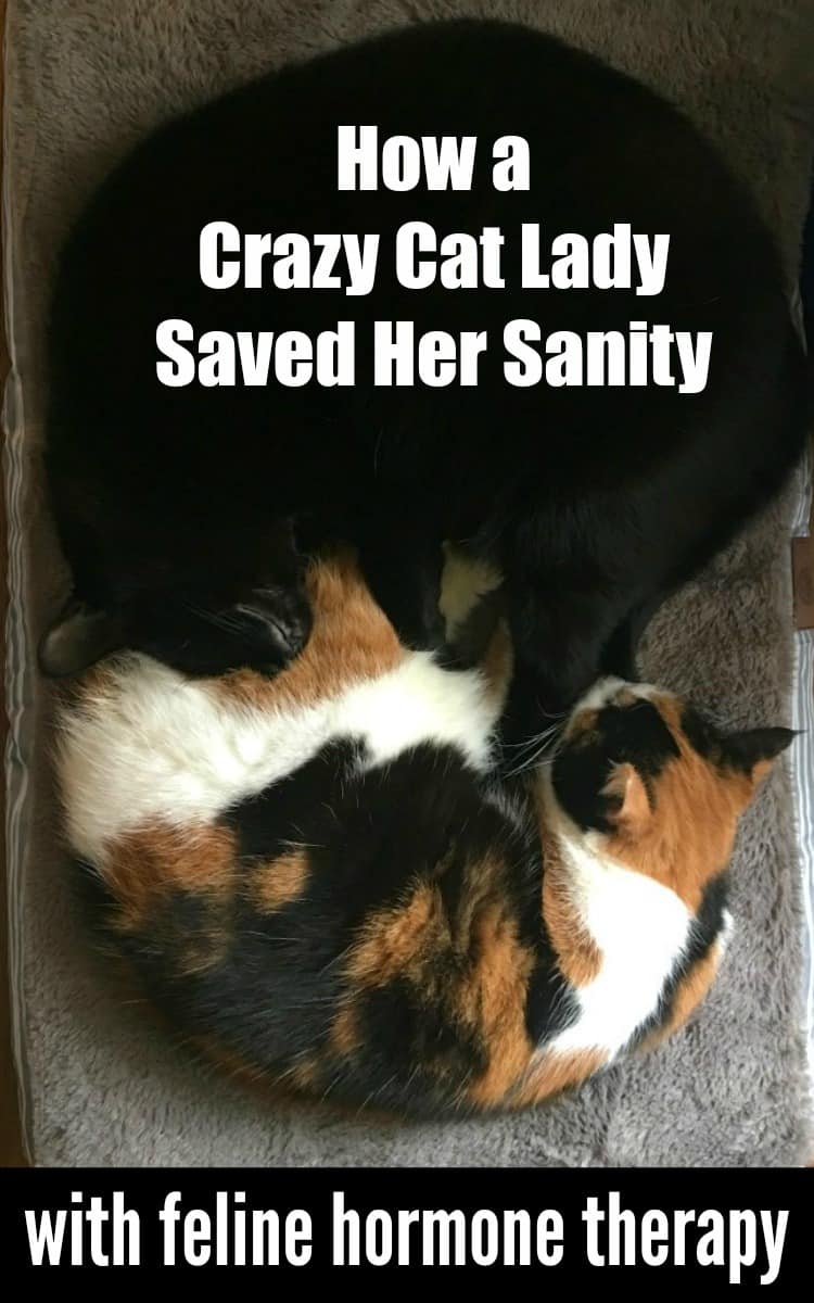 How a crazy cat lady saved her sanity with feline hormone therapy! #FeliwayMultiCat #Catego #AD
