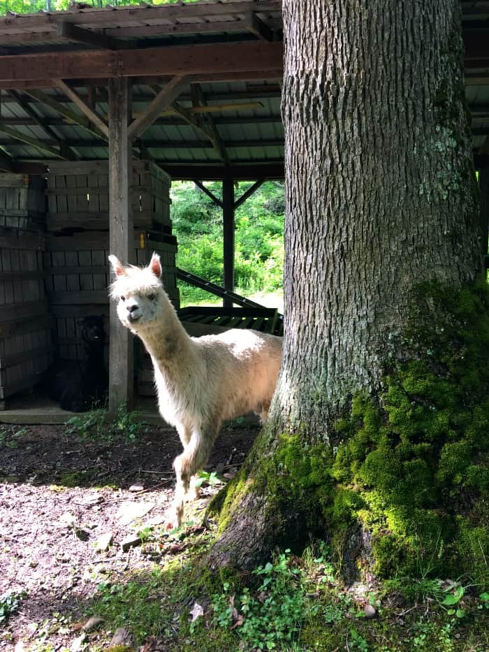 West Virginia Cool Springs Park Alpaca