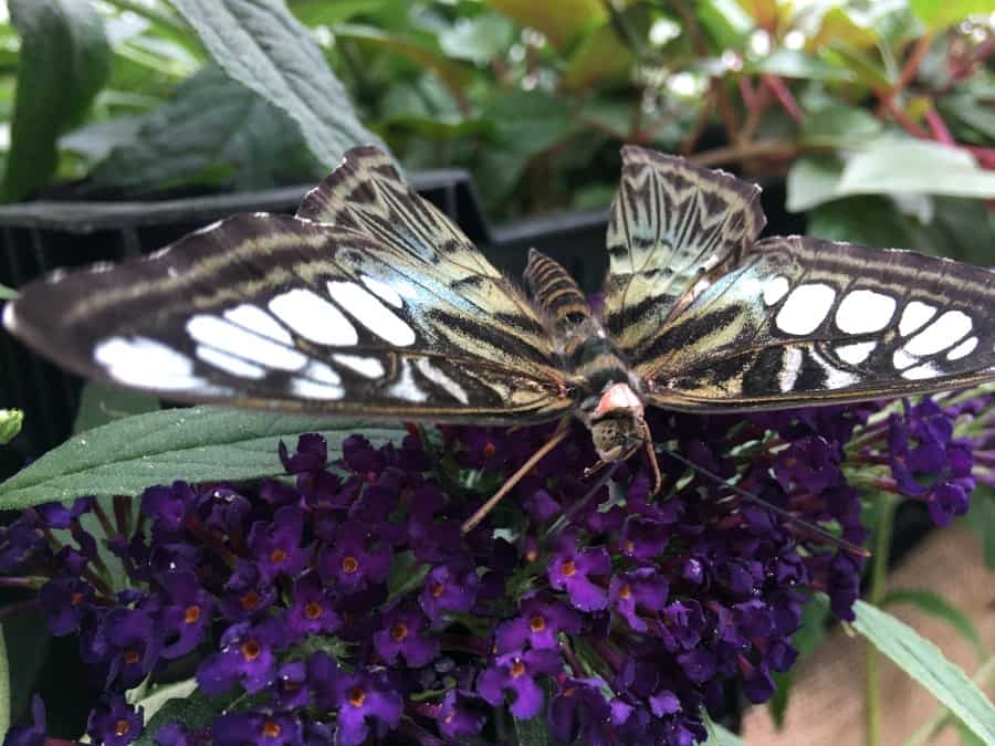 The Foellinger-Freimann Botanical Conservatory Butterfly Exhibit