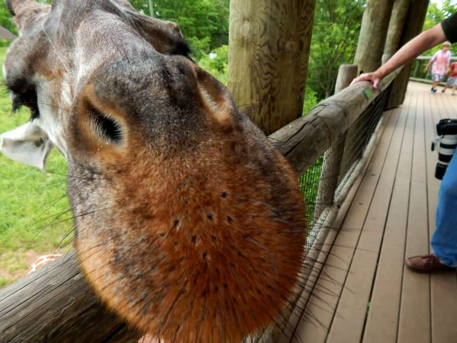 Fort Wayne Children's Zoo Giraffe Feeding