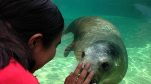 Fort Waynes Children's Zoo is a fun spot to visit - especailly in spring for its baby season!