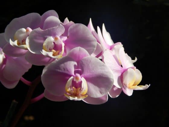 Ultimate One Day in Pittsburgh Itinerary: Phipps Conservatory