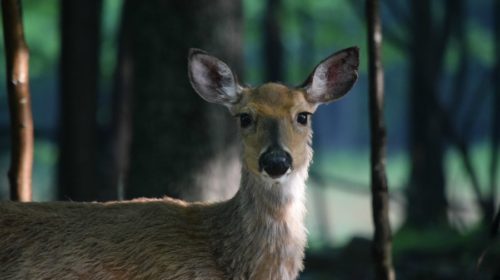 Canaan Valley Resort Deer