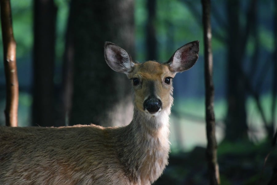 Canaan Valley Resort Deer