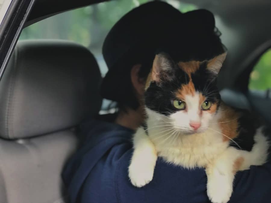 how to keep your cat happy on road trips Vex