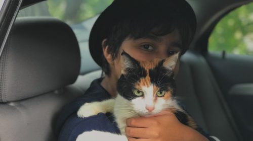How to keep your cat happy on road trips back seat