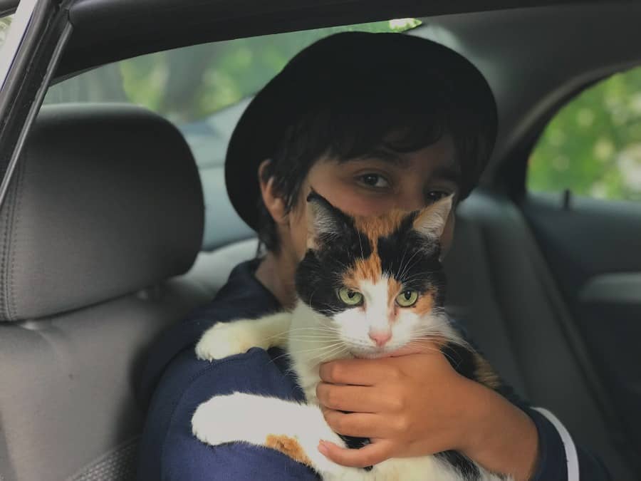 traveling with cats in car long distance