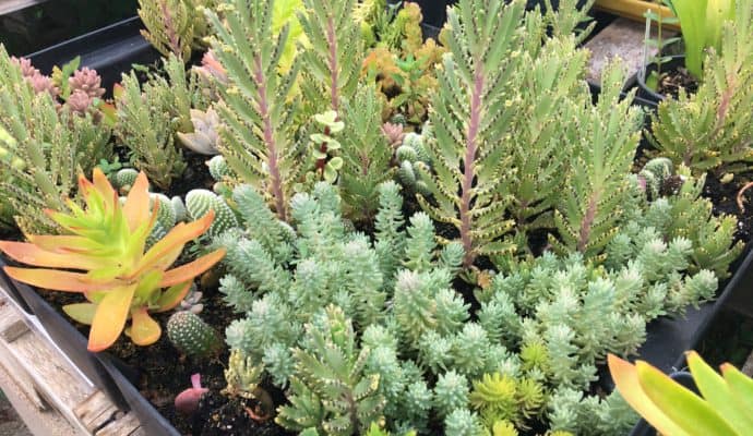 agriculture in Cabarrus County, NC -Elma C. Lomax Incubator Farm succulents