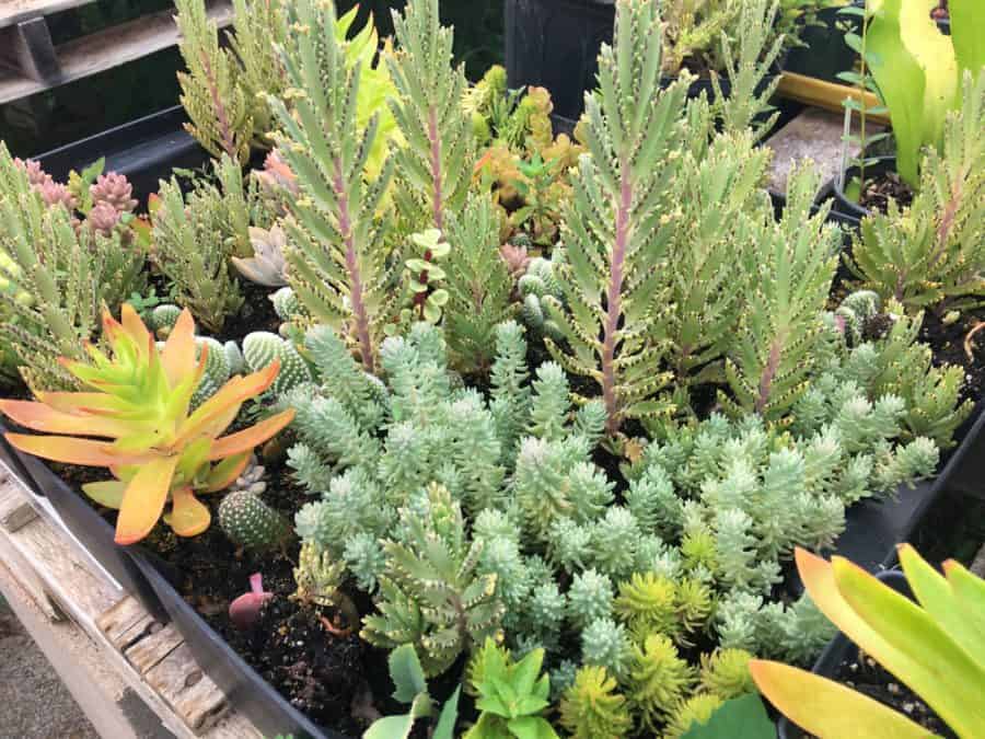 Elma C. Lomax Incubator Farm succulents