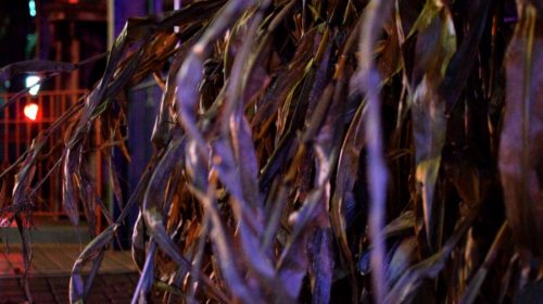 phantom fright nights cornstalks
