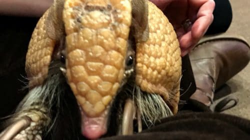New at the Aviary: an Armadillo Encounter!