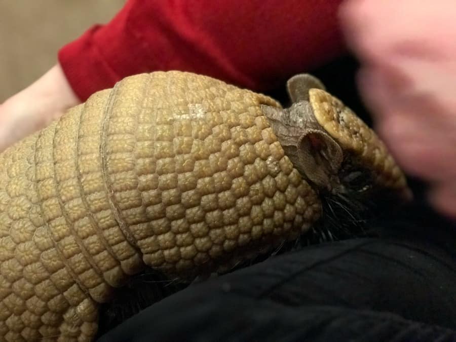 Wonka, the Southern Three-Banded Armadillo.